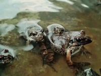 “禁野令”下除了竹鼠,东北雪蛤养殖业该何去何从?