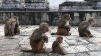 狩猎、贸易、栖息地退化等加速病毒从动物身上“溢出”