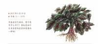 专为7至14岁孩子创作,“自然笔记”带儿童探索大自然的秘密