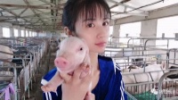 《“心”学养猪》正文—养猪前言(连载1)