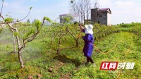 花果山里的脱贫故事丨安乡:桃园结“翼”,生活起飞