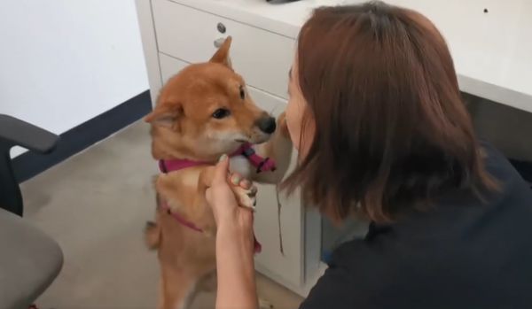 王珞丹与爱犬瓢哥