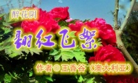 醉花阴•翻红飞絮