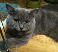 原创 不吃猫狗肉和喜欢不喜欢狗没有关系