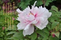 原创 诗文赏析《牡丹花吟》