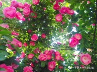 随笔:立夏絮语