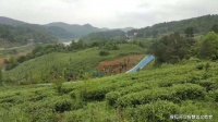 山色空蒙雨亦奇 都匀茶秀色天香-印象都匀之茶意人生