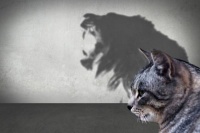 “踢猫效应”为何成为普遍性?如何避免职场中的踢猫效应?