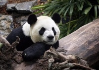 因疫情无法运送新鲜竹子，加拿大要提前两年送还中国大熊猫