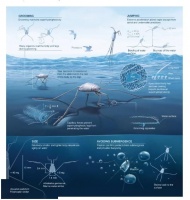 受海洋昆虫启发 科学家研发的船体涂层有望使船只更容易航行