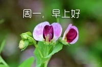 岁月,能愈合伤口,却治愈不了心痛,早安