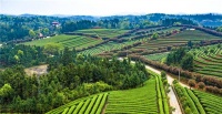 首个“国际茶日”:一起来看看湘潭县的大美茶山