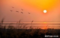 原创 熊芳芳:拣尽寒枝不肯栖,因为你是火凤凰