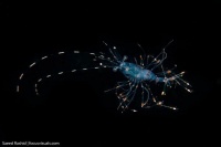 盘点海洋界那些一生只爱一次的生物
