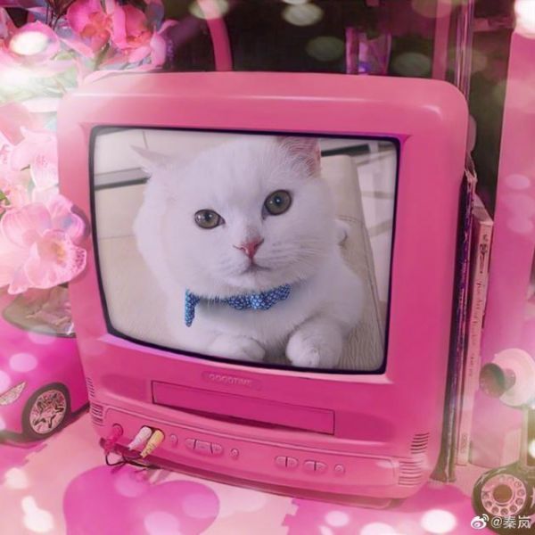 秦岚晒爱猫