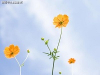 原创             看似很开朗的天秤座，其实很孤独