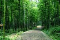 原创 心理测试:三条小路,哪一条风景最好?测你有没有重头再来的勇气