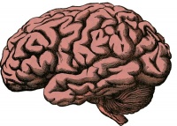 科学家挖出一颗2600年前的大脑,发现还活着,不可思议