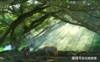 不是每一个梦想都能,在烈日下展现