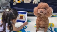 章子怡六一陪醒宝上早课 无奈称:真的想睡个懒觉