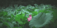 【文学*诗歌 】荷(三首)