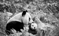 多部国产自然题材纪录片上映 将镜头对准美丽中国