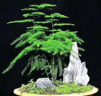 散文||我只向美好的事物低头