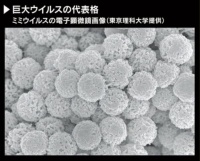 结构复杂的巨型病毒相继出现 病毒正在向生物体进化?