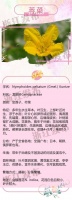 水中藻荇交横的“荇”原来是它