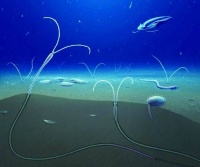 科学家在云南东部发现5.14亿年前多毛类环节动物化石