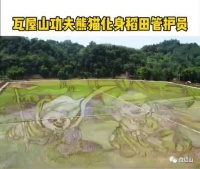 太萌了!两只“熊猫”惊现洪雅稻田