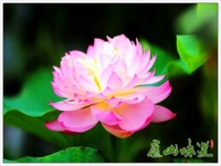 庐山味道:中国科学院庐山植物园鄱阳湖分园花事谍报——荷花
