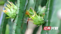 花果山里的脱贫故事丨常德武陵:火龙果挂满枝 满眼都是丰收景