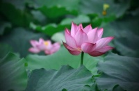 人生如花,淡者香