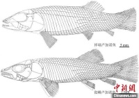 中国科学家在贵州发现2.4亿年前卢加诺鱼化石 系亚洲首现