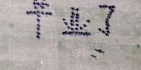 原创 毕业季 分手季?十二生肖会如何抉择!