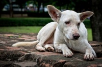 原创             故事：《一条狗的自述：还活着，“我”很幸运》