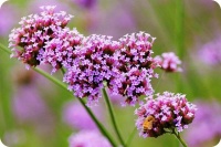 原创             努力在每天的柴米油盐中，把日子过的甜