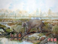 科学家发现古代有袋类动物新种 揭示袋熊掘洞行为演化