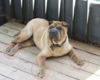 权志龙被曝弃养宠物狗惹争议 指甲长疑似无人照料