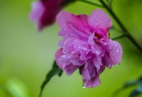 原创             分开多年，依旧很爱你，很想你，深情似雪，永如初见