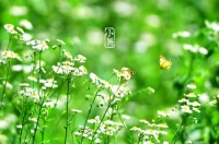 今日小暑，你食新了吗？