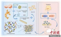 骨再生领域蛋壳显“身手” 新型仿生骨修复材料诞生