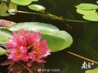 快来看！世界首例睡莲“七胞胎”惊现莲花山