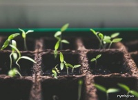 原创             棉花种子在月球上发芽，最终却仍是难逃死亡，月球为何容不下生命