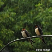 唐诗《乌衣巷》写燕子写到极致，清代诗人翻出新意，更让人深思