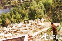 山西吕梁崔映斌：不等不靠不依赖 脱贫致富奔小康