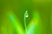 六年级作文|野草