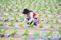 腊罗巴的乐观生活：“省了过水钱”