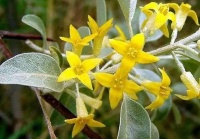 顽强的沙枣树，醉人的沙枣花